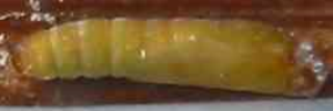Pupae